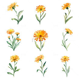 橙花绿意清新插画