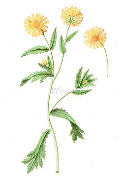 明媚黄花绿叶相伴