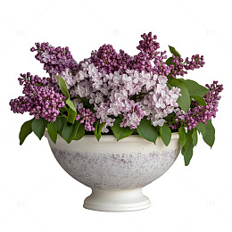 一盆丁香花花朵