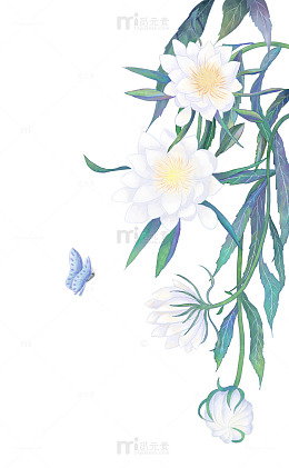 白露时期昙花开