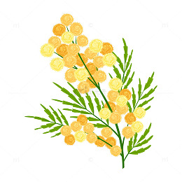 黄色球形花朵绚烂绽放