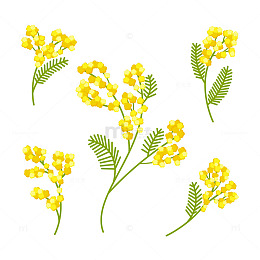 含羞草小花丛中探春