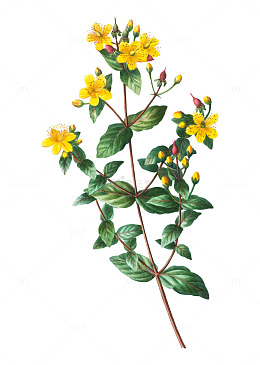 盛放黄花映绿茎
