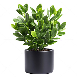 一盆写实的栀子花