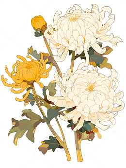 白色菊花黄色菊花