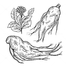 线条描绘的三株人参植株