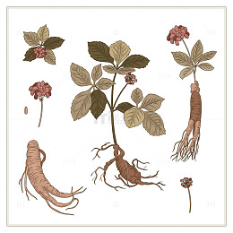 人参植物多样形态展示图