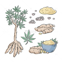 植物全貌及部分细节展示