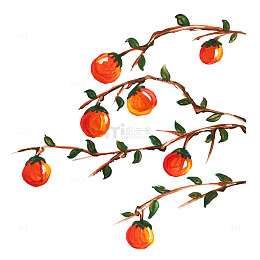 秋天柿子果实硕果树枝树叶绿叶