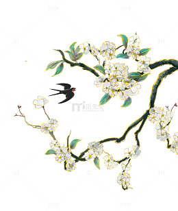 春季盛开的花枝梨花