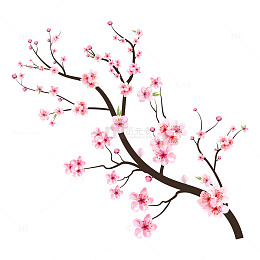 立春春分桃花花朵花卉树枝树干树木