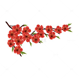 立春春分花朵花卉桃花树叶树枝