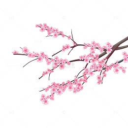 立春桃花花朵花卉花簇树枝桃树