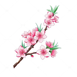 立春桃花花朵花卉树叶绿叶树枝桃枝