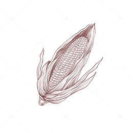 自然风浅棕玉米穗手绘插画