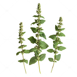 薄荷叶子植物盆摘