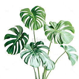 龟背竹景观植物