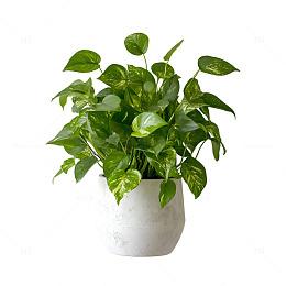 一盆绿萝植物