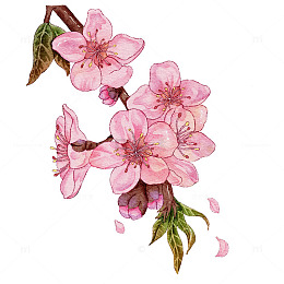 桃花水彩风粉色浪漫国风花卉