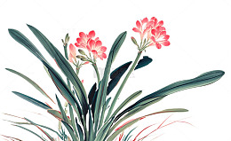 工笔画君子兰插画素材
