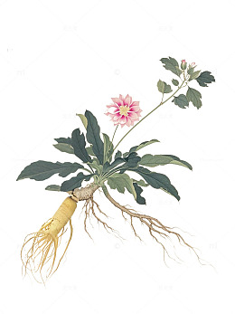 工笔画风人参带根粉色花卉