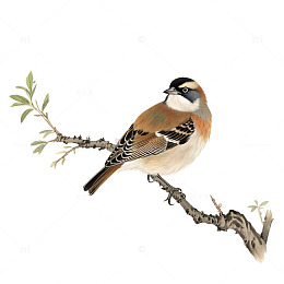 工笔画小鸟站在带叶树枝上