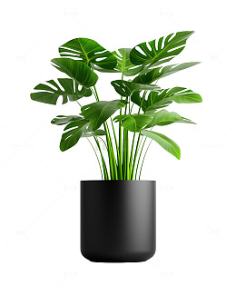 黑色盆栽绿色龟背竹植物