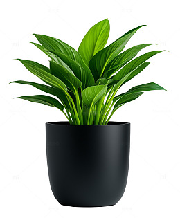 黑色盆栽茂盛绿萝植物