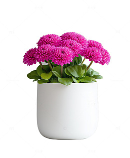 白色花盆紫色翠菊