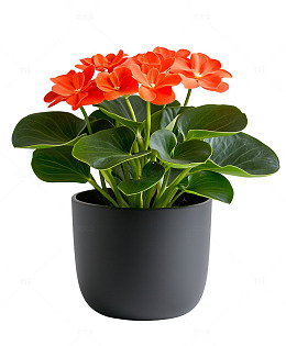 黑色花盆橙色长寿花