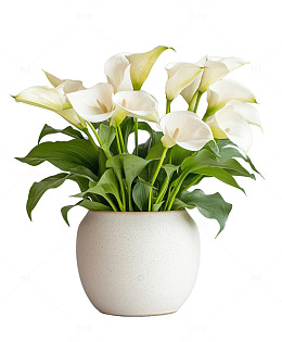 米白花盆白色马蹄莲