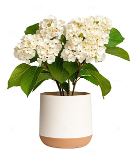 拼色花盆白色绣球花