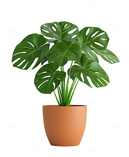 棕色花盆龟背竹盆栽