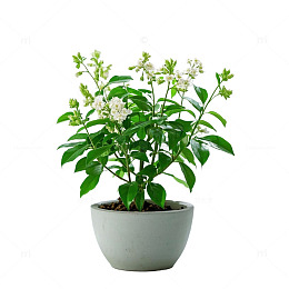 浅灰花盆绿色小植物