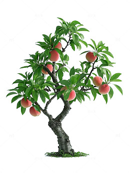 结满果实桃树插画