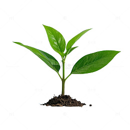 嫩绿幼苗带土素材