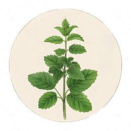 中草药薄荷植物插画素材
