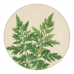 中草药艾草植物插画素材