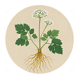 中草药白芷植物插画素材