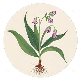 中草药川贝母植物插画素材