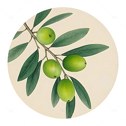 中草药橄榄植物插画素材