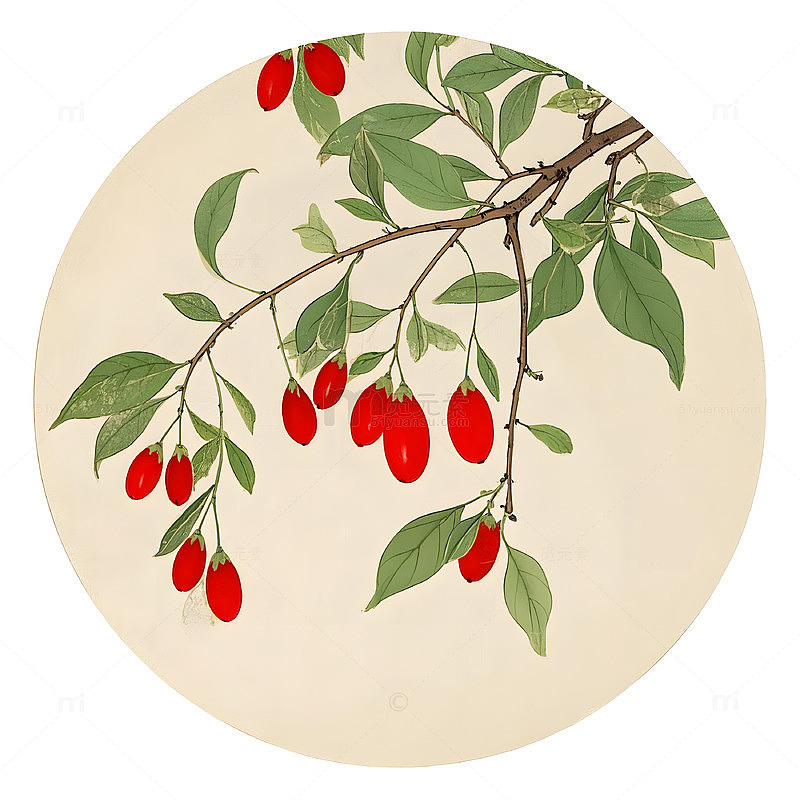 中草药枸杞植物插画素材