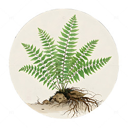 中草药骨碎补植物插画素材