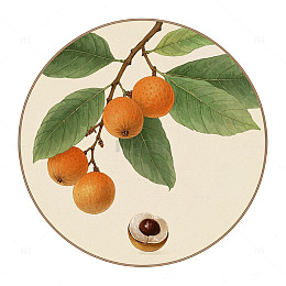 中草药桂圆植物插画素材