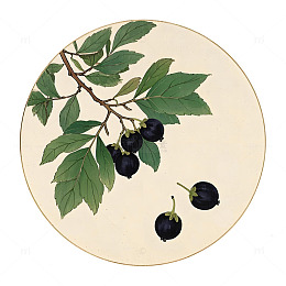 中草药黑枸杞植物插画素材