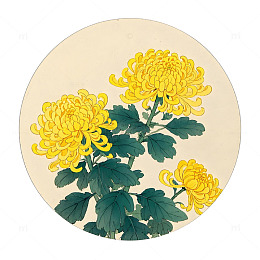 中草药金丝皇菊植物插画素材