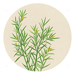 中草药麻黄植物插画素材