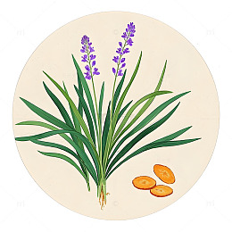 中草药麦冬植物插画素材
