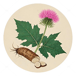 中草药牛蒡植物插画素材