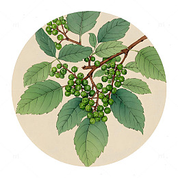 中草药青花椒植物插画素材